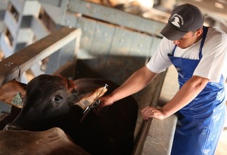 Homem vacinando gado
