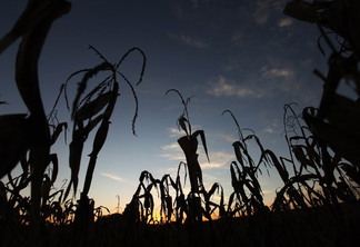Foto de plantação de milho contra o sol.