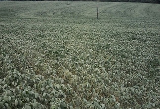 Foto de lavoura de soja com indícios de estresse hídrico.