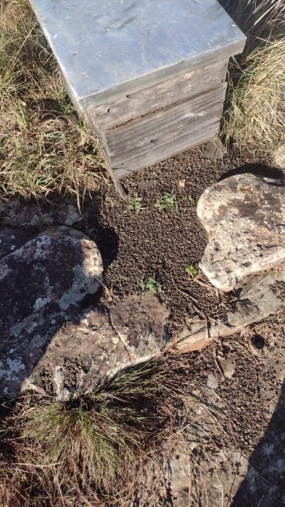 Foto de apiário com abelhas mortas.