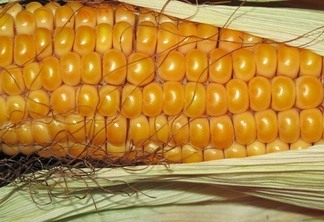 Cientistas desvendam como funciona o 'escudo' do milho contra a estiagem