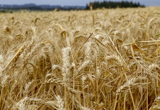 31.09.2021 - Plantação de trigo, região de Tibagi/PR
Foto Gilson Abreu/AEN
