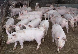 Foto de porcos em instalações para suinocultura.