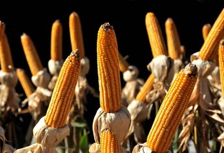 Foto de espigas de milho.