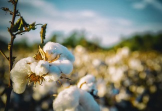 Na foto mostra uma lavoura de algodão