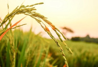 A foto mostra uma lavoura de arroz