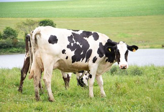 Foto de vaca em pasto. Ela é preta e branca e olha para a câmera.
