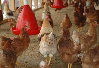 Na foto mostra algumas galinhas na granja