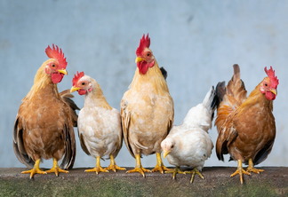 A foto mostra alguns galos e galinhas sobre um muro