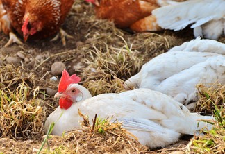 A foto mostra um frango com plumagem branca deitado