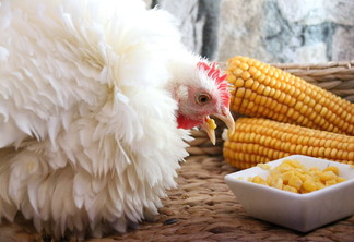 A foto mostra um frango e duas espigas de milho
