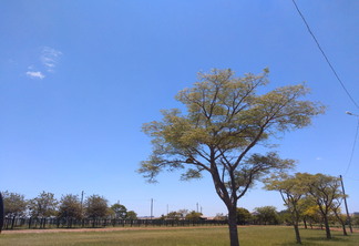 A foto mostra algumas árvores e o sol