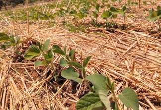 Foto de plantação de soja em meio a palhada.