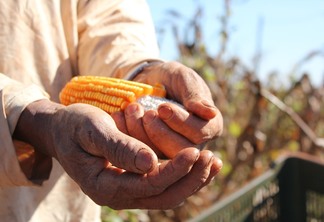 A foto mostra duas mãos segurando uma espiga de milho