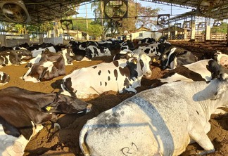 A foto mostra algumas vacas deitadas no banhado