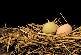 A foto mostra alguns ovos sobre um ninho de galinha