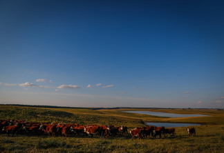 Foto de gado em pasto sob o sol.