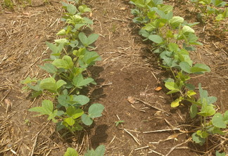 A foto mostra uma lavoura de soja em desenvolvimento vegetativo