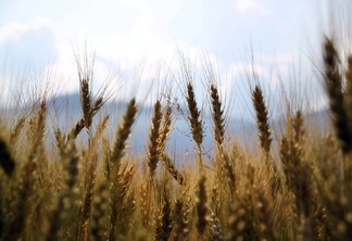 Na foto aparece uma lavoura de trigo
