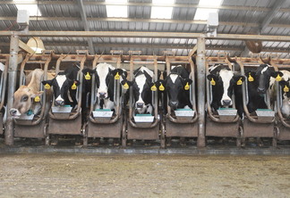 A imagem mostra algumas vacas leiteiras na baia de alimentação