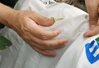 Foto de lagartas na mão de uma pessoa e em um tecido.