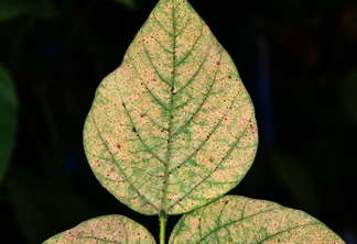 Foto de folha verde com manchas vermelhas.