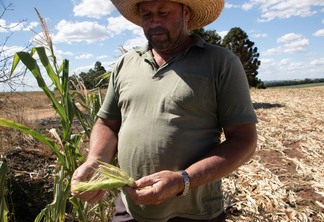 Foto de homem com chapéu olhando para espiga de milho seca.