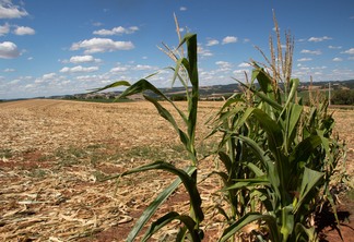 Foto de plantas de milho em meio a lavoura derrubada.