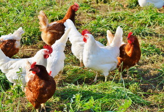 Foto de frangos em área com grama.