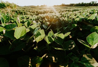 Foto de plantas de soja.