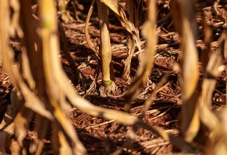 Foto de plantas de milho secas.