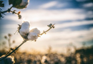 A foto mostra uma planta de algodão e uma lavoura de algodão desfocada no fundo da foto.