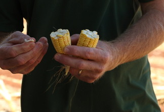 Foto de mãos segurando espiga de milho pequena e seca.