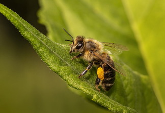 A foto mostra uma abelha que pousou sobre uma folha verde