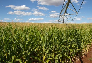 Foto de plantas de milho sob sistema de irrigação.