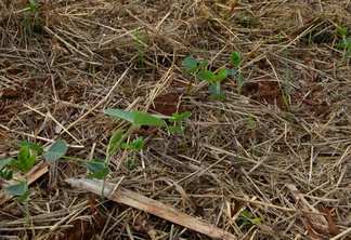 Foto de plantas de soja ainda pequenas.