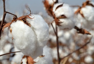 A foto mostra plantas de algodão