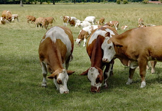 A foto mostra algumas vacas no pasto