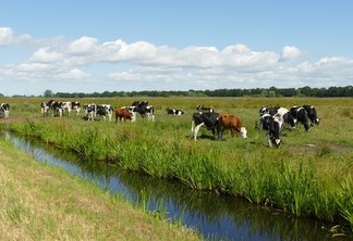 A foto mostra algumas vacas pastando