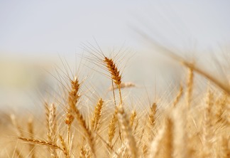 A foto mostra algumas plantas de trigo