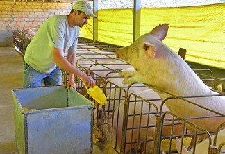 A foto mostra um homem alimentado alguns porcos