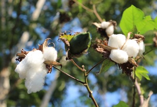 A foto mostra uma planta de algodão