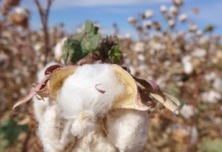 A foto mostra uma lavoura de algodão