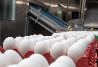 A foto mostra bandejas de ovos com ovos brancos.