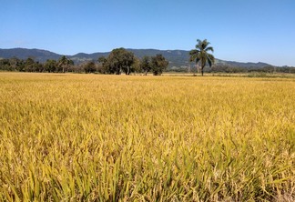 Foto de lavoura de arroz.