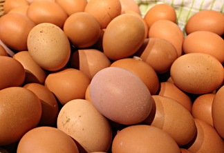 A foto mostra alguns ovos