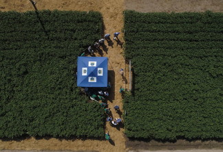 Vitrines apresentam novas tecnologias para o cultivo | Foto: Carlos Queiroz/Divulgação
