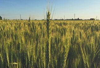 A foto mostra uma lavoura de trigo em desenvolvimento vegetativo