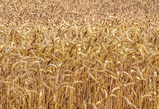 A foto mostra uma lavoura de trigo