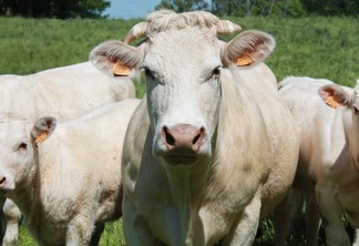 A foto mostra alguns bovinos